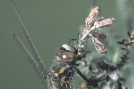 Attēlu rezultāti vaicājumam “Leucorrhinia rubicunda”