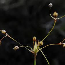 Attēlu rezultāti vaicājumam “Luzula pilosa bud”