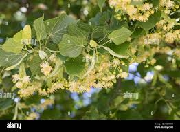 Attēlu rezultāti vaicājumam “Tilia x vulgaris”