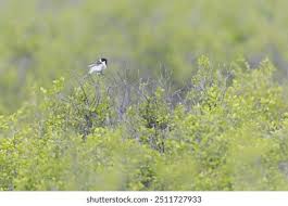 Image result for Emberiza pallasi