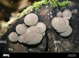 Attēlu rezultāti vaicājumam “Daldinia concentrica”