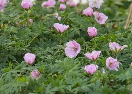 Attēlu rezultāti vaicājumam “Geranium sanguineum”