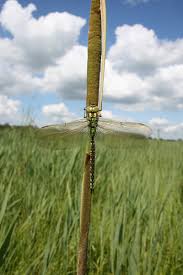 Attēlu rezultāti vaicājumam “Aeshna viridis”