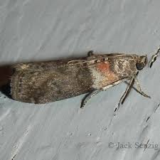 Attēlu rezultāti vaicājumam “Sciota fumella”