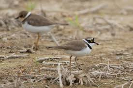 Attēlu rezultāti vaicājumam “Charadrius dubius adult”