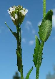 Attēlu rezultāti vaicājumam “Arabis hirsuta fruit”