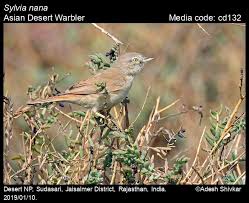 Image result for Sylvia nana