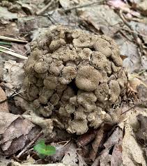 Attēlu rezultāti vaicājumam “Polyporus umbellatus”