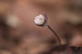 Attēlu rezultāti vaicājumam “Hepatica nobilis bud”