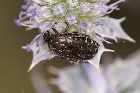 Attēlu rezultāti vaicājumam “Oxythyrea funesta”