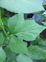 Attēlu rezultāti vaicājumam “Geum urbanum leaf”