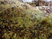 Attēlu rezultāti vaicājumam “Saelania glaucescens”