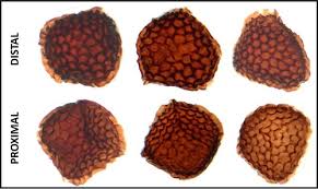 Attēlu rezultāti vaicājumam “Riccia bifurca”