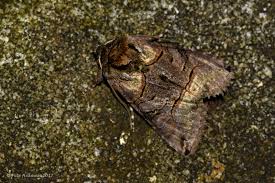 Attēlu rezultāti vaicājumam “Abrostola triplasia”