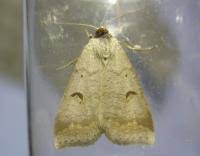 Attēlu rezultāti vaicājumam “Lygephila pastinum”