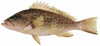 Image result for Epinephelus andersoni