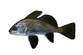 Image result for Sciaena umbra