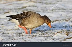 Attēlu rezultāti vaicājumam “Anser anser”