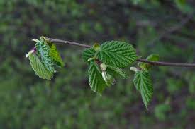 Attēlu rezultāti vaicājumam “Corylus avellana leaf”