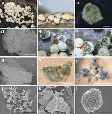 Attēlu rezultāti vaicājumam “Craterium aureum spores”