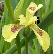 Attēlu rezultāti vaicājumam “Iris pseudacorus leaf”