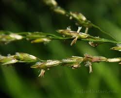 Attēlu rezultāti vaicājumam “Poa palustris”