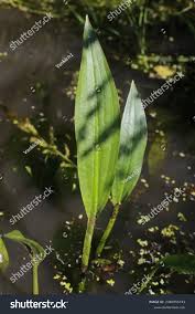 Attēlu rezultāti vaicājumam “Alisma lanceolatum”