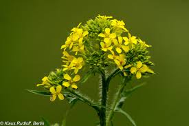 Attēlu rezultāti vaicājumam “Sisymbrium loeselii”