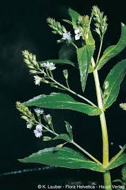 Attēlu rezultāti vaicājumam “Veronica anagallis-aquatica fruit”