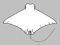 Image result for Rhinoptera brasiliensis