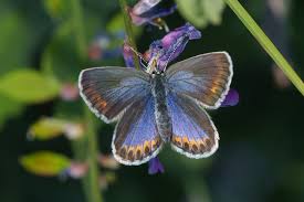 Attēlu rezultāti vaicājumam “Plebejus argus / Plebejus idas”