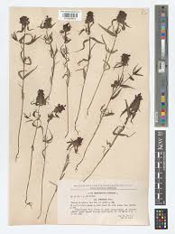 Attēlu rezultāti vaicājumam “Melampyrum cristatum”