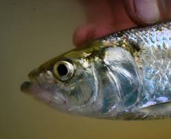 Image result for Alosa chrysochloris