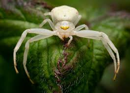 Attēlu rezultāti vaicājumam “Misumena vatia”