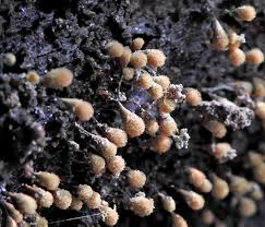 Attēlu rezultāti vaicājumam “Hemitrichia chrysospora macro”