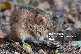 Attēlu rezultāti vaicājumam “Apodemus agrarius”