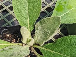 Attēlu rezultāti vaicājumam “Verbascum thapsus leaf”