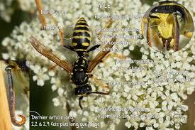 Attēlu rezultāti vaicājumam “Polistes nimpha”