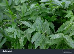 Attēlu rezultāti vaicājumam “Valeriana officinalis leaf”