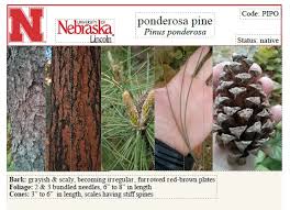 Attēlu rezultāti vaicājumam “Pinus ponderosa”