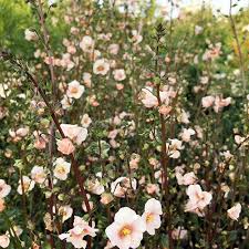 Image result for Alonsoa liniflora