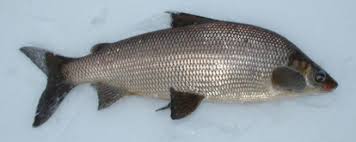 Image result for Coregonus clupeaformis