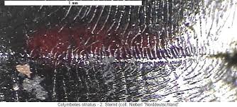 Attēlu rezultāti vaicājumam “Colymbetes striatus”