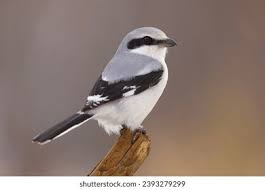 Attēlu rezultāti vaicājumam “Laniidae”