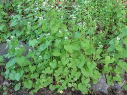 Attēlu rezultāti vaicājumam “Alliaria petiolata leaf”