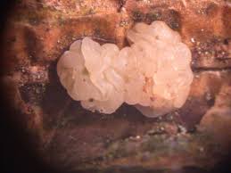 Attēlu rezultāti vaicājumam “Craterocolla cerasi”