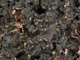 Attēlu rezultāti vaicājumam “Cliostomum corrugatum”