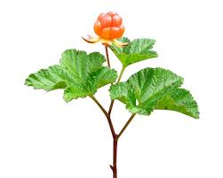 Attēlu rezultāti vaicājumam “Rubus chamaemorus fruit”