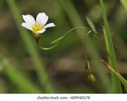 Attēlu rezultāti vaicājumam “Linum catharticum flower”