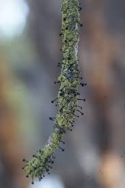 Attēlu rezultāti vaicājumam “Calicium viride”